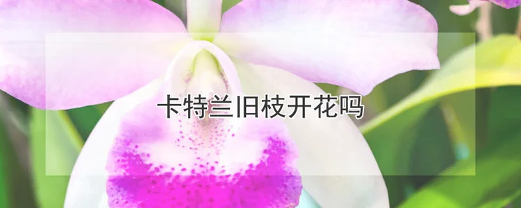 卡特兰旧枝开花吗