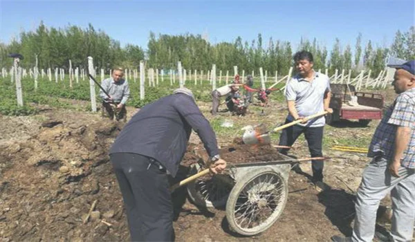 树莓怎么种植管理 树莓种植技术要点与管理方法