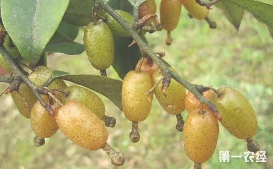 胡颓子怎么种？胡颓子的种植栽培管理技术