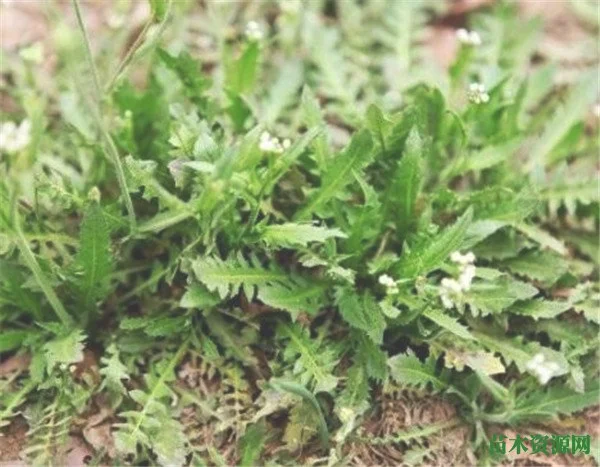 又是荠菜花开时是什么时候 荠菜的功效与作用有哪些