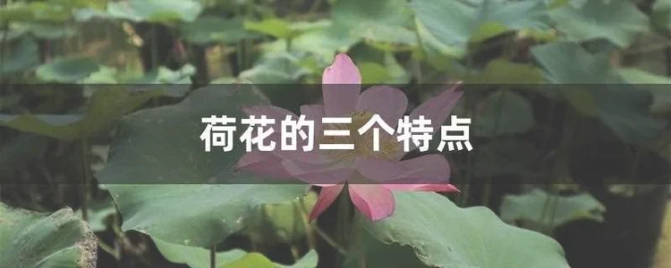 荷花的三个特点