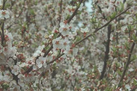 毛樱桃和榆叶梅的区别：花朵不同，叶子不同