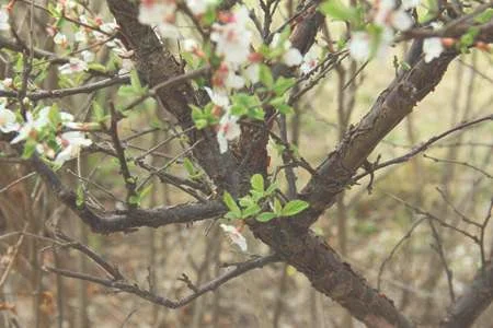 毛樱桃和榆叶梅的区别：花朵不同，叶子不同