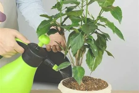 扶桑花冬天的养殖方法，可以修剪吗：扶桑花冬天的养殖方法，扶桑花冬天可以修剪吗
