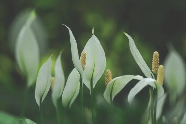 白掌和一帆风顺是一种花吗，是同一种植物没区别