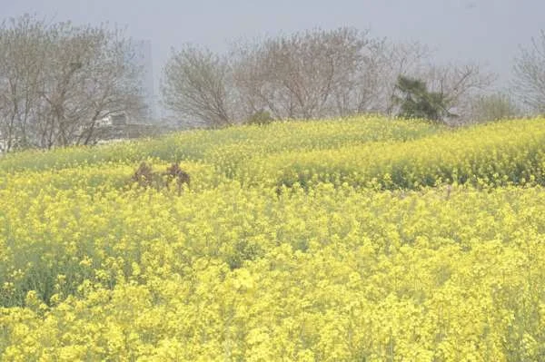 油菜花图片（油菜花养护方法）