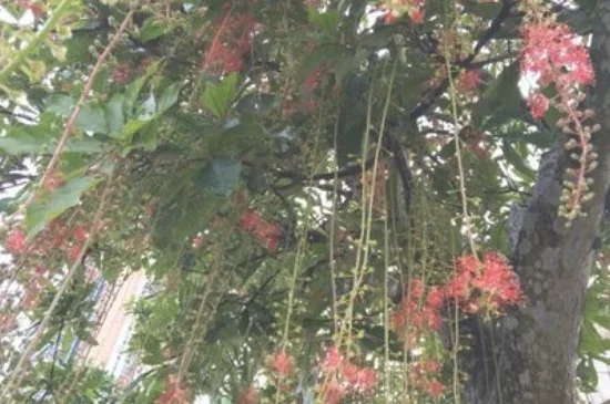 红花玉蕊的寓意