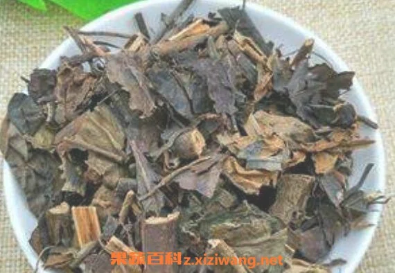 九节茶根的功效与作用九节茶根的药用价值