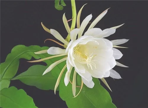 昙花什么时候开