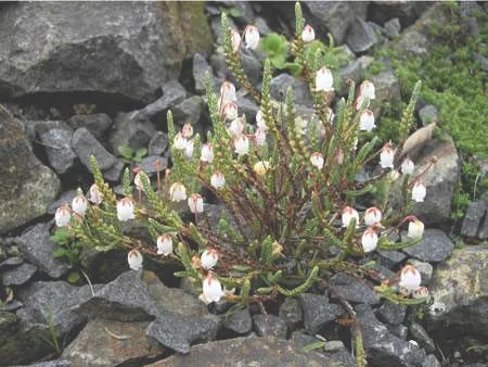 岩须属植物品种及图片——垫状岩须