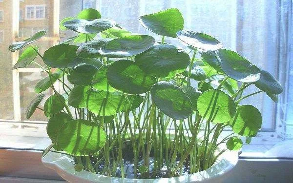 铜钱草根茎怎么种 如何快速生根发芽