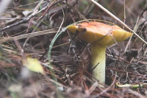 干松蘑的做法 干松蘑的泡发