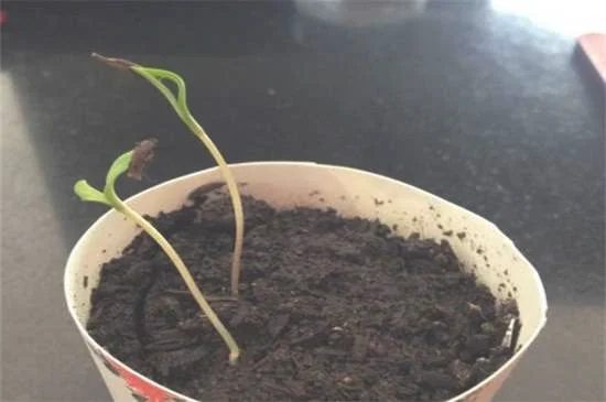 采集种子 催芽处理