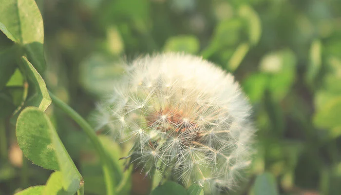 蒲公英的花语和寓意