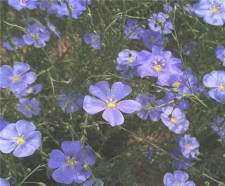 蓝亚麻什么时候开花：蓝亚麻开花的时间，蓝亚麻的花期控制