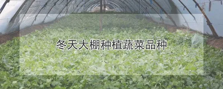 冬天大棚种植蔬菜品种有哪些