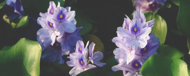 为什么水葫芦老烂