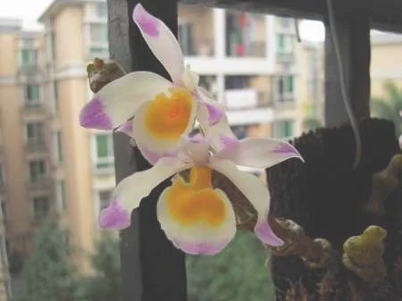 肿节石斛的养殖方法及注意事项：温度，水分