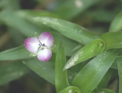 水竹叶是一种什么植物？水竹叶的别名及简介