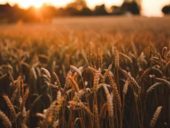 旱地燕麦全程机械化栽培技术