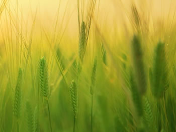 小麦造墒整地促高产