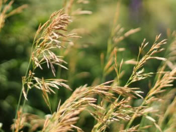 水稻科学施肥与控水技术
